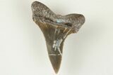 Fossil Shark (Cretodus) Tooth - Carlile Shale, Kansas #203301-1